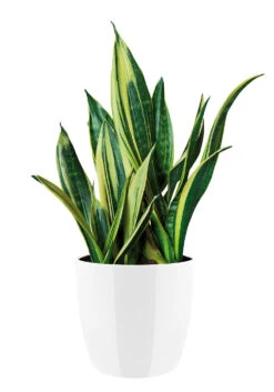 Bloempot Elho Brussels Diamond Rond 25cm - Wit -Beste Tuinmeubilair Winkel brussels diamond rond 25cm bloempot wit 6 20