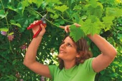 WOLF-Garten Aambeeld Snoeischaar Comfort Plus RS2500 -Beste Tuinmeubilair Winkel wolf garten aambeeld snoeischaar comfort plus rs2500 1619177787 1 l